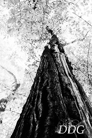 Funky Tree20x30