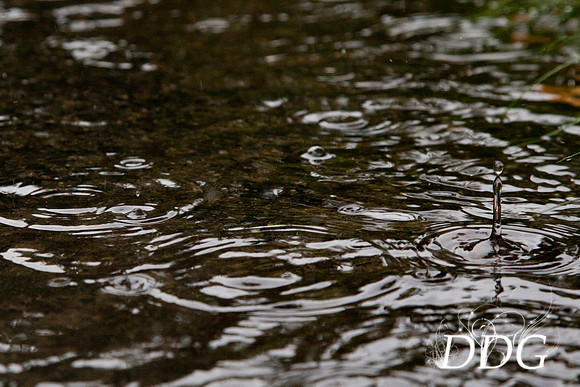Rainy daz 20x30