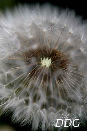 dandy20x30